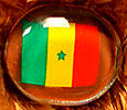 Champion - Senegal - flag nose