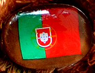 Flag nose on Champion Buddy - Portugal