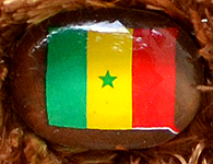 Flag nose on Champion Buddy - Senegal